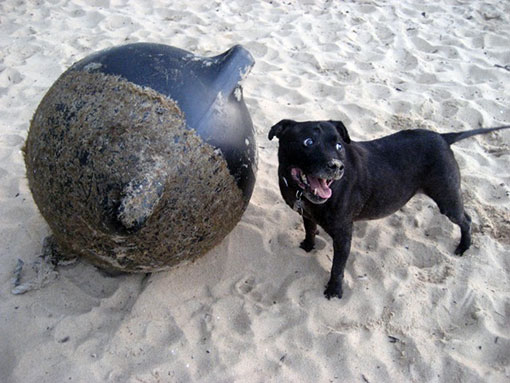 Dog with buoy
