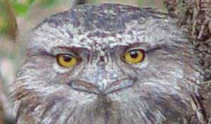 Juvenile Tawny Frogmouth looks directly at camera