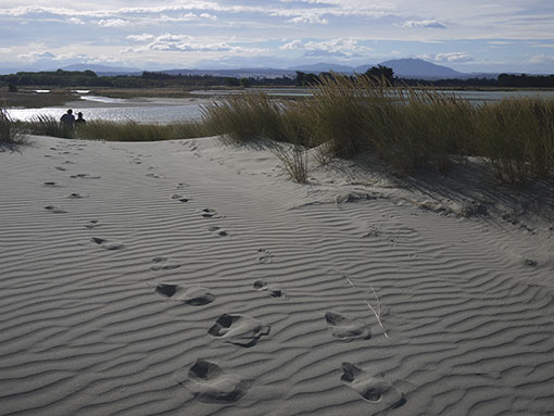 Footprints over the sandhills towards Waikuku lagoon