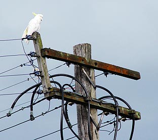 Cockatoo