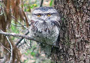 Tawny frogmouth