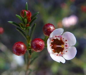 Pink wax flower with red buds